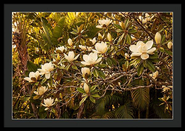 White Magnolia Blossoms In Bloom