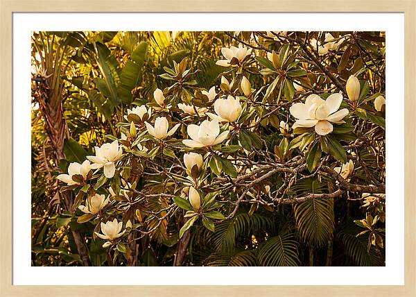 White Magnolia Blossoms In Bloom