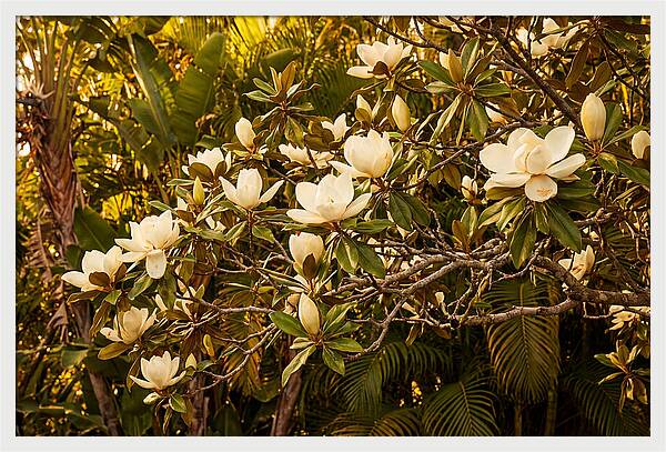 White Magnolia Blossoms In Bloom