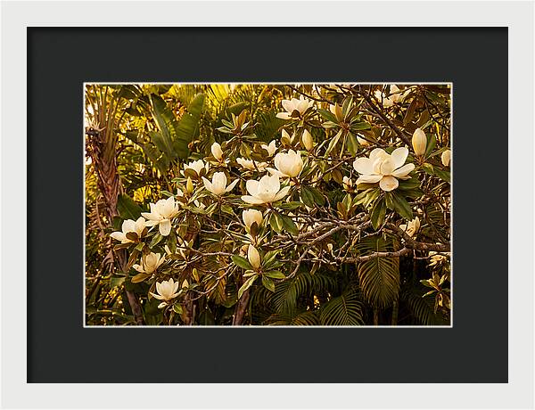 White Magnolia Blossoms In Bloom