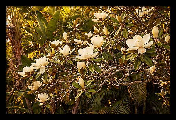 White Magnolia Blossoms In Bloom