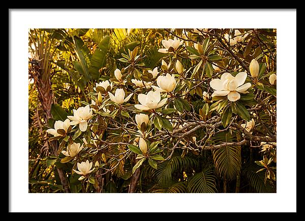 White Magnolia Blossoms In Bloom