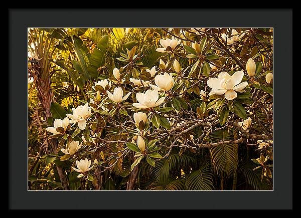 White Magnolia Blossoms In Bloom