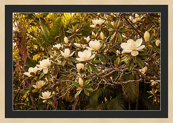 White Magnolia Blossoms In Bloom