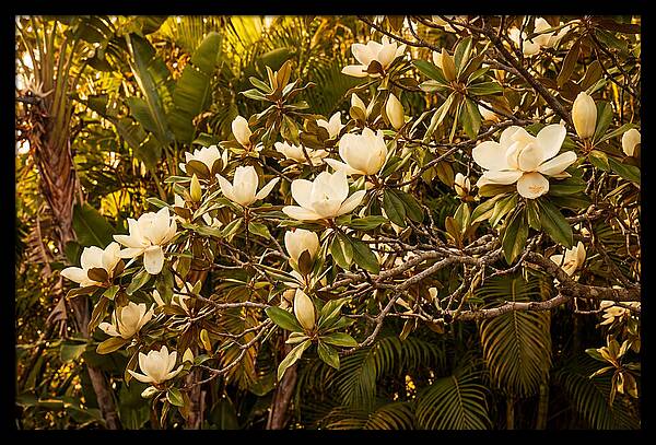White Magnolia Blossoms In Bloom
