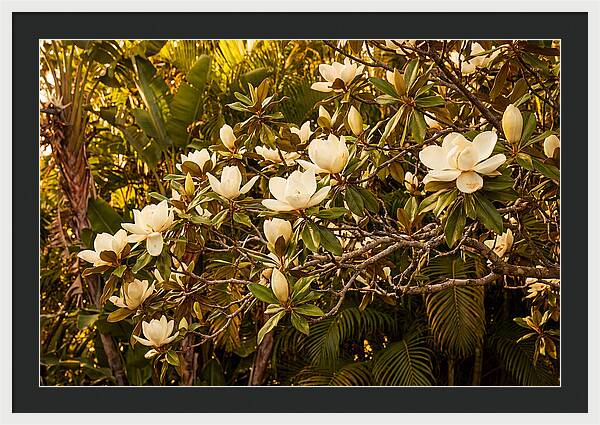 White Magnolia Blossoms In Bloom