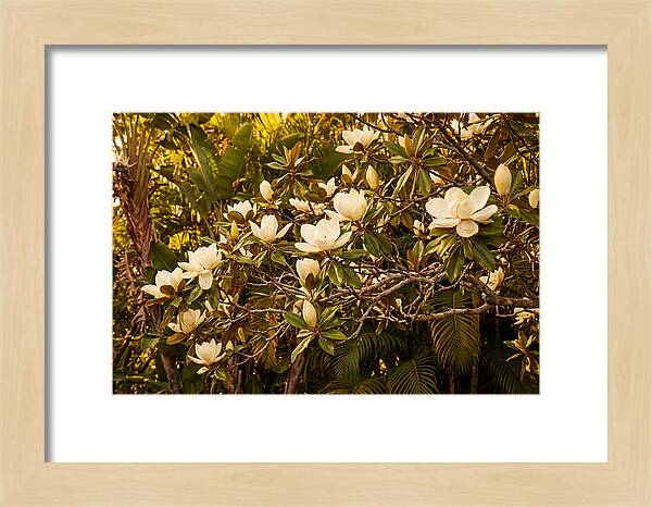 White Magnolia Blossoms In Bloom