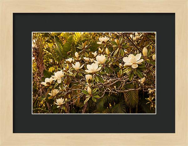 White Magnolia Blossoms In Bloom
