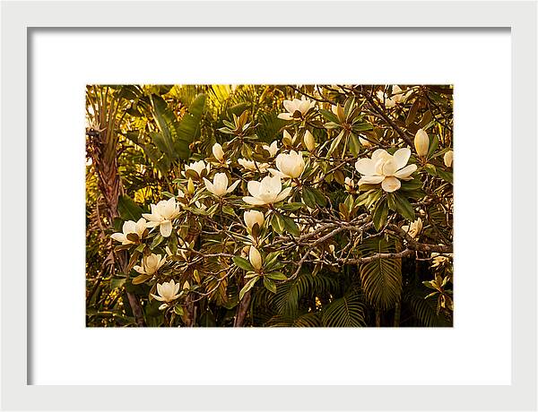 White Magnolia Blossoms In Bloom