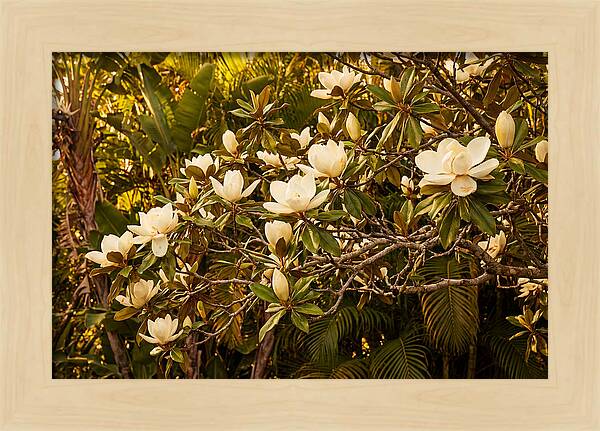 White Magnolia Blossoms In Bloom