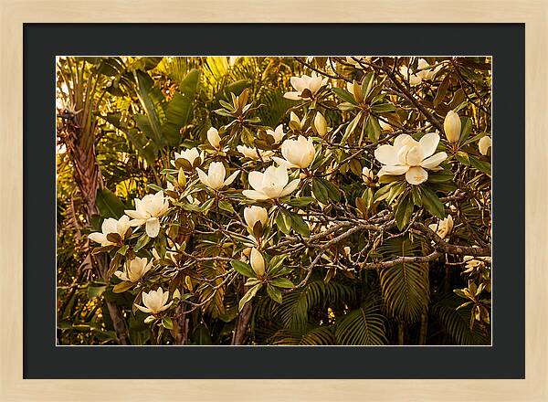 White Magnolia Blossoms In Bloom
