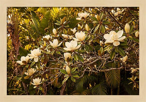 White Magnolia Blossoms In Bloom