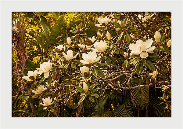 White Magnolia Blossoms In Bloom