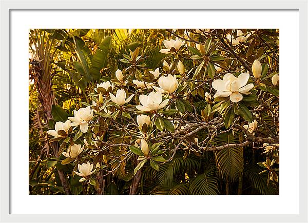 White Magnolia Blossoms In Bloom