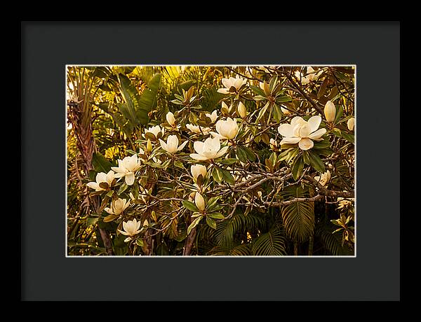 White Magnolia Blossoms In Bloom