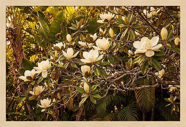 White Magnolia Blossoms In Bloom