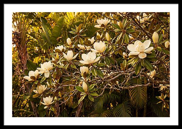 White Magnolia Blossoms In Bloom