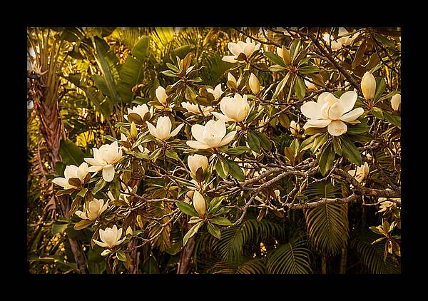 White Magnolia Blossoms In Bloom