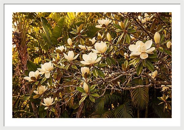 White Magnolia Blossoms In Bloom