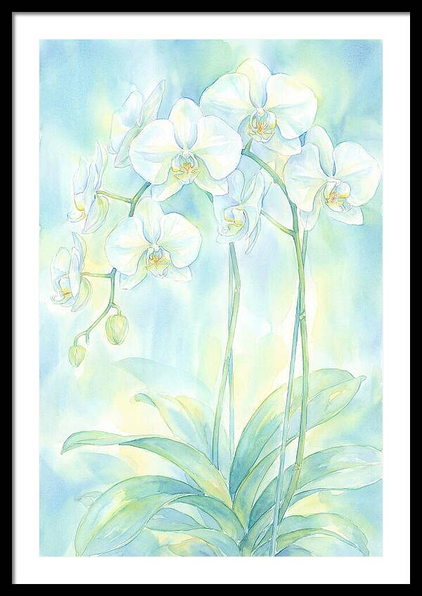 White Orchids