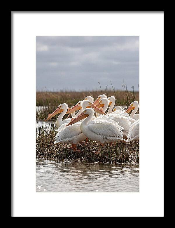 White Pelicans Gathering By Water