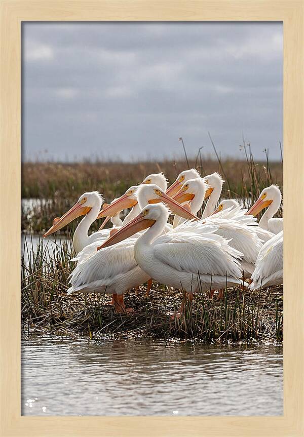 White Pelicans Gathering By Water