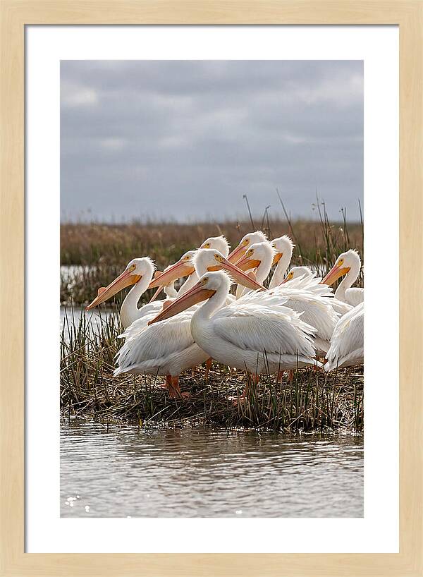 White Pelicans Gathering By Water