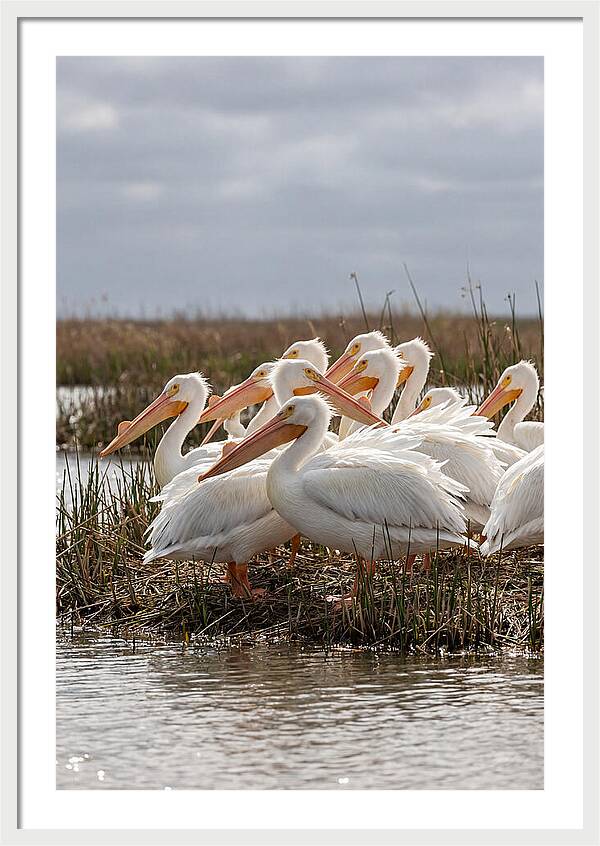 White Pelicans Gathering By Water