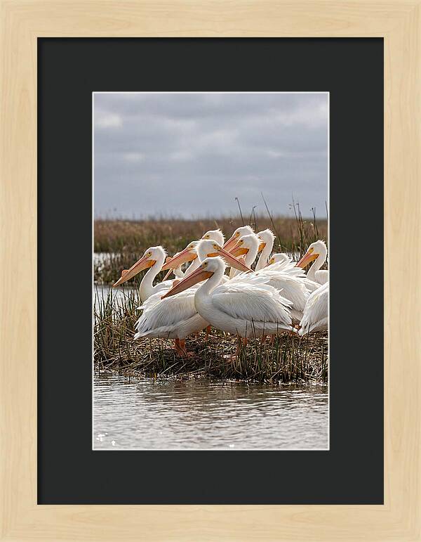 White Pelicans Gathering By Water