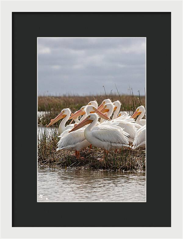 White Pelicans Gathering By Water