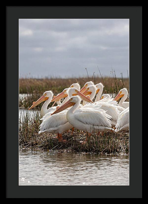 White Pelicans Gathering By Water