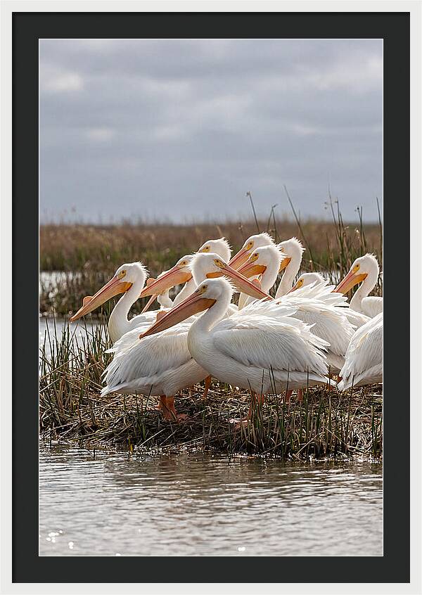 White Pelicans Gathering By Water