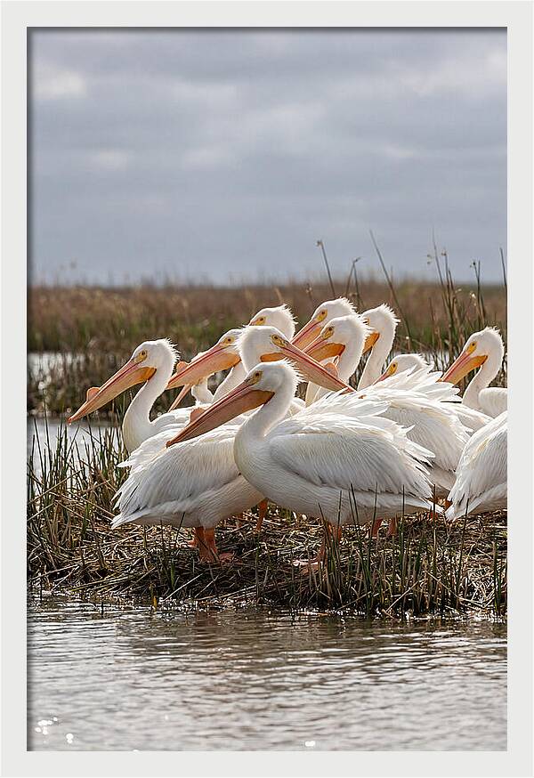 White Pelicans Gathering By Water