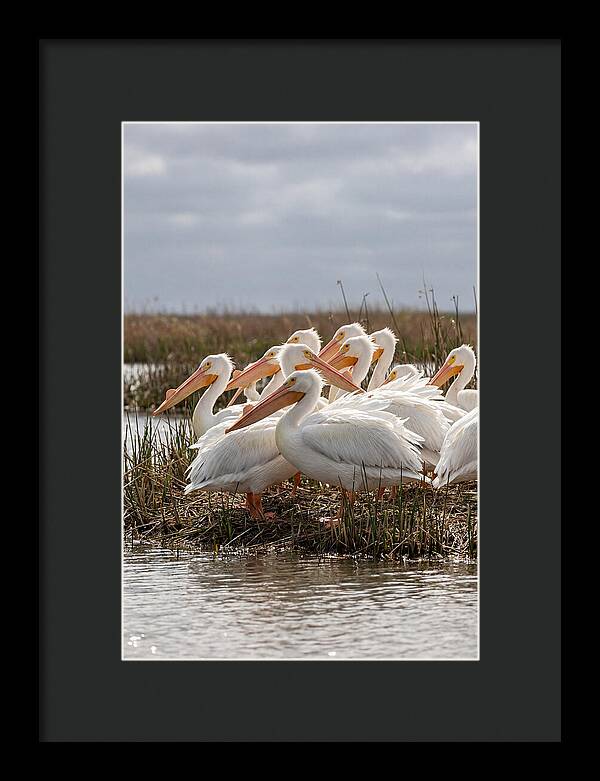 White Pelicans Gathering By Water