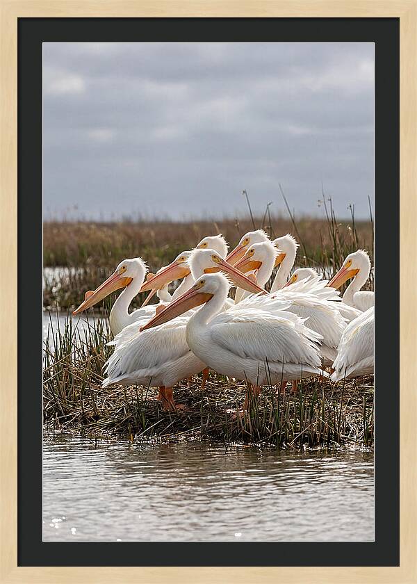 White Pelicans Gathering By Water