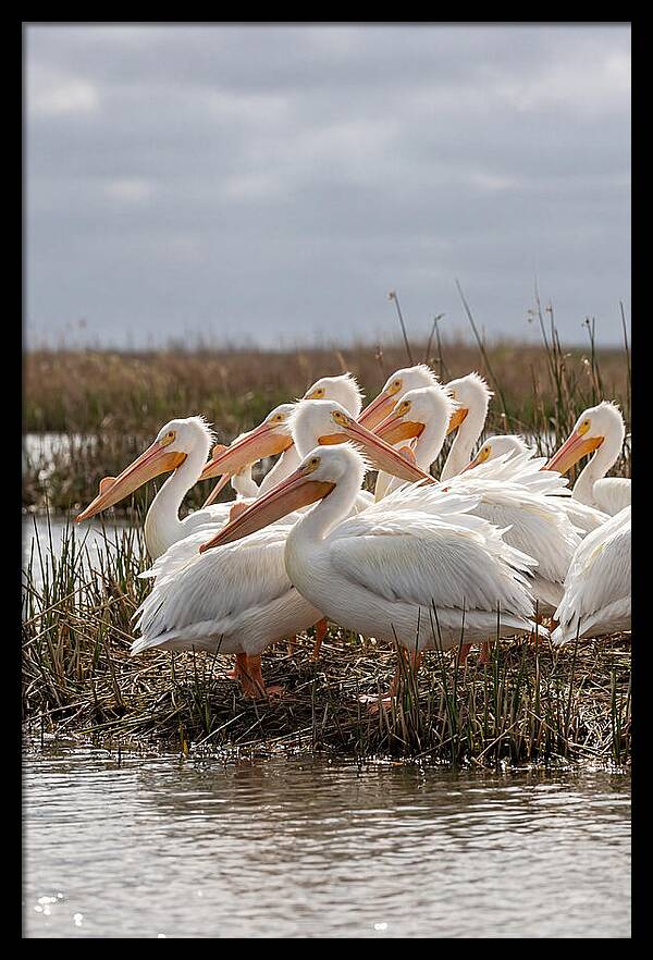 White Pelicans Gathering By Water