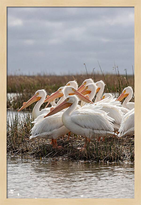 White Pelicans Gathering By Water