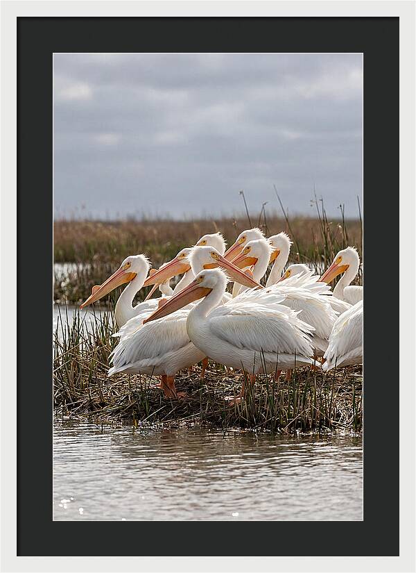 White Pelicans Gathering By Water