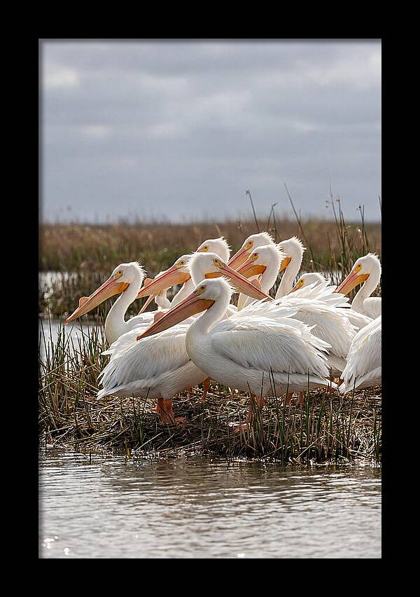 White Pelicans Gathering By Water