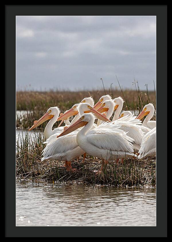 White Pelicans Gathering By Water