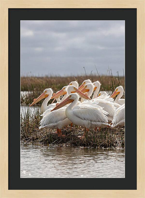 White Pelicans Gathering By Water
