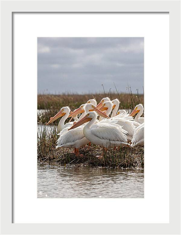 White Pelicans Gathering By Water