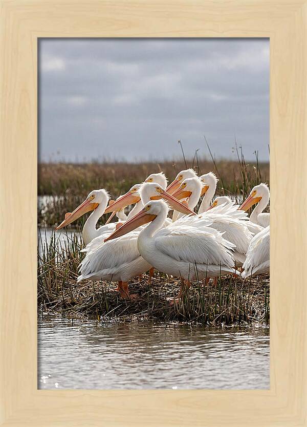 White Pelicans Gathering By Water