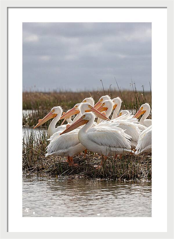 White Pelicans Gathering By Water