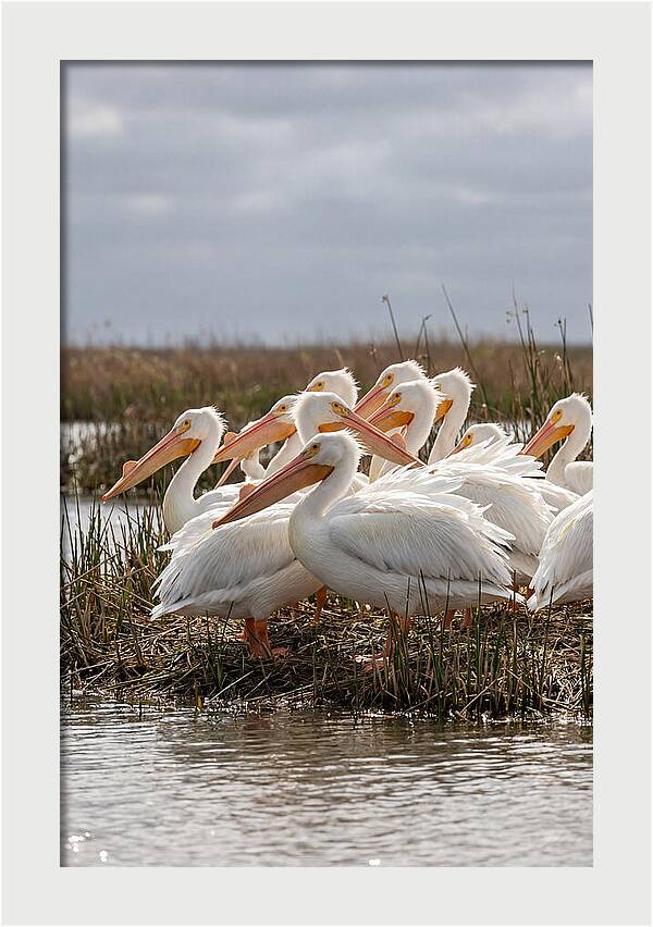 White Pelicans Gathering By Water