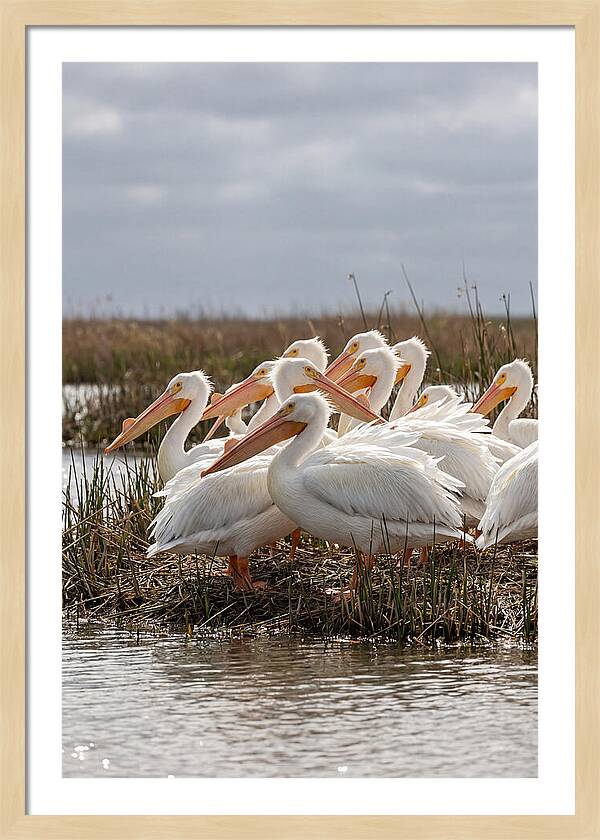 White Pelicans Gathering By Water