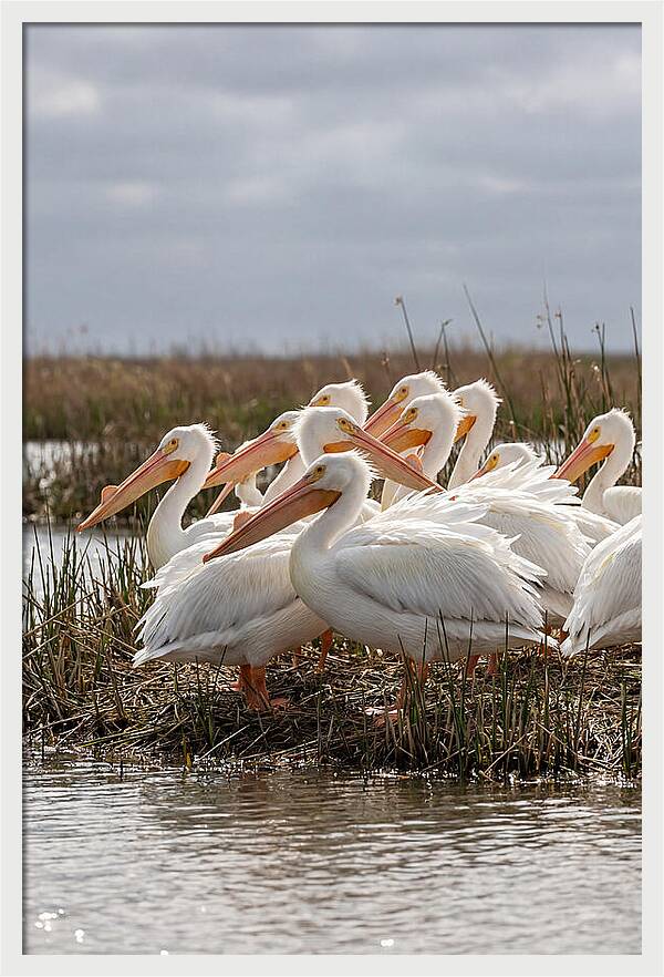 White Pelicans Gathering By Water