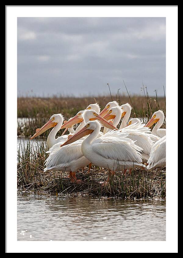 White Pelicans Gathering By Water