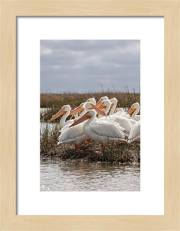 White Pelicans Gathering By Water