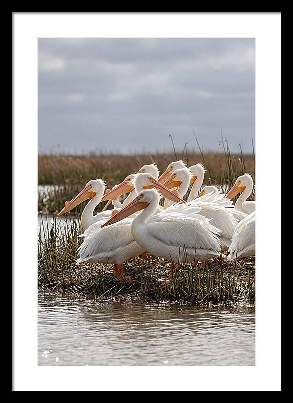 White Pelicans Gathering By Water